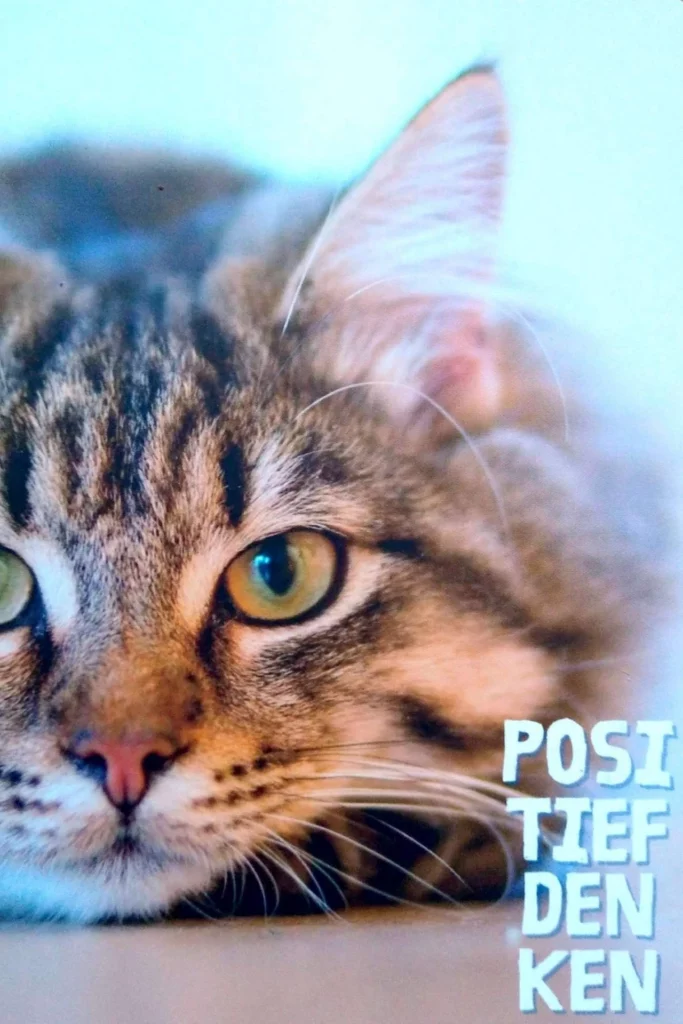 Een mindsetkaartje met de tekst ‘Doel stellen’ en een afbeelding van een kat die de kijker aankijkt. Het kaartje ondersteunt het gesprek over doelen stellen, positief denken en ontdekken hoe Sam meer rust kan vinden bij drukke gedachten en intense gevoelens.